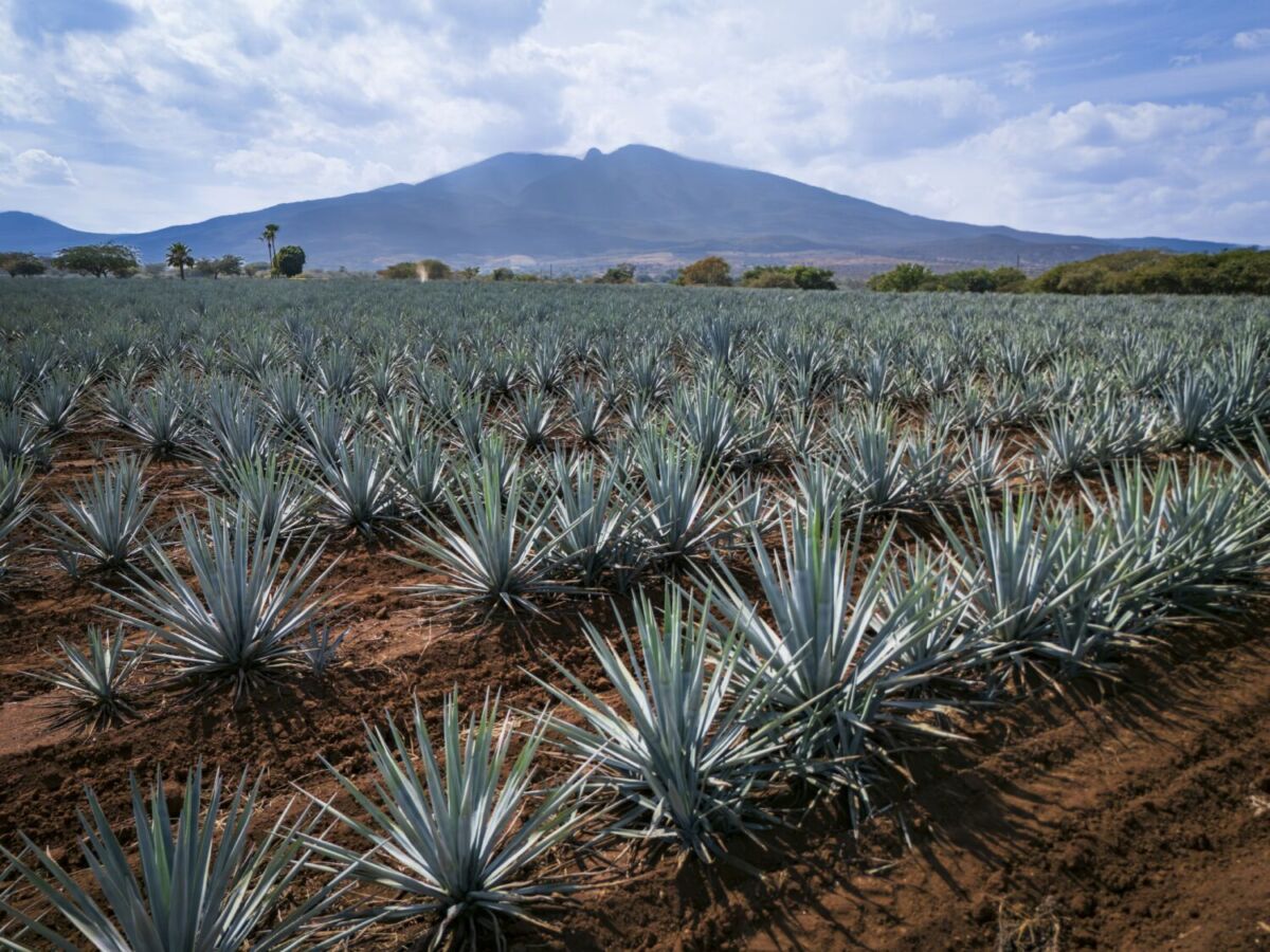 campo de agave 