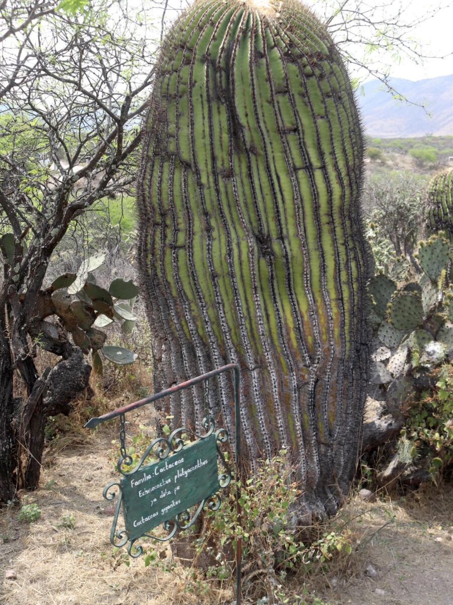 Rincón de las Cactáceas Gigantes en Tierra Blanca, Guanajuato 