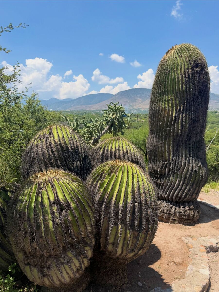 Cactus gigantes de Tierra Blanca, Guanajuato